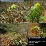 Biscutella didyma subsp. apula NymanHabit