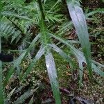 Solanum aviculare Fuelha