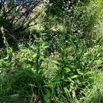 Cirsium monspessulanum आदत