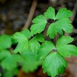 Aquilegia atrata Leaf