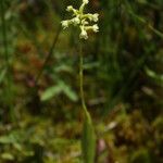 Platanthera clavellata 形態