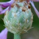 Centaurea diluta 花
