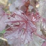 Hibiscus acetosella Folha