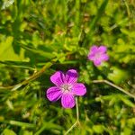 Geranium palustreΛουλούδι