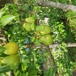 Pyrus communis Frukto