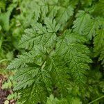 Chaerophyllum aureum Hostoa