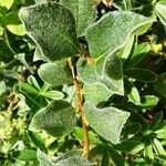 Salix pyrenaica Liść