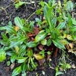 Polygonum cognatum Hoja