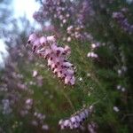 Erica erigena Flor