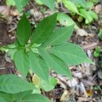 Solanum seaforthianum Leaf