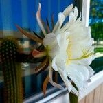 Trichocereus macrogonus Flower