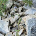 Myosotis minutiflora Libunga