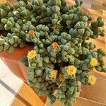 Delosperma lehmannii Лист