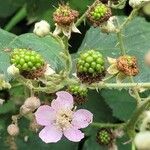 Rubus armeniacusKwiat