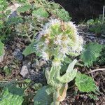 Petasites albusFlors