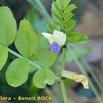 Vicia laeta 其他