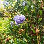 Ceanothus thyrsiflorus Cvet