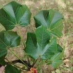 Sterculia apetala Leaf