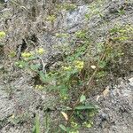 Euphorbia hyssopifolia Květ