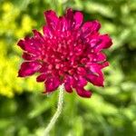 Knautia macedonica Fleur