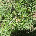Juniperus phoenicea Frukto