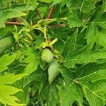 Paeonia ludlowii Yeri