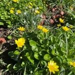 Ranunculus ficariaFlower