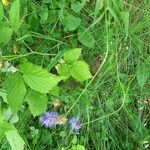 Phyteuma betonicifolium Hábito