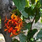 Saraca asoca Flower