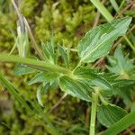 Viola cornuta Blad