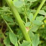 Melilotus albus Bark