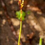 Carex digitata Плід