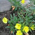 Oenothera macrocarpa Hábitos