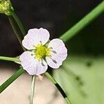 Alisma lanceolatum Flower