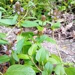 Prunella vulgaris Leaf