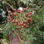 Marcgravia brownei Fruit