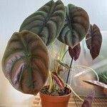 Alocasia cuprea List