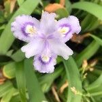 Iris japonica Žiedas