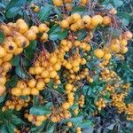 Pyracantha coccinea Fruit