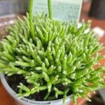 Rhipsalis cereusculaLeaf