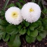 Bellis rotundifolia Fleur