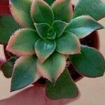 Aeonium decorum 葉