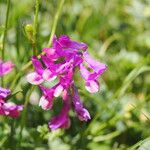 Vicia alpestrisFlower