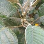 Solanum paniculatum Hoja