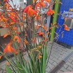 Crocosmia aurea Λουλούδι