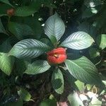 Psychotria poeppigiana Flor