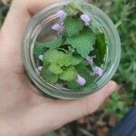 Lamium purpureumLeaf