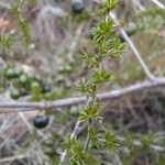 Asparagus acutifolius Folha