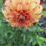 Dahlia pinnata花