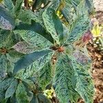 Photinia serratifolia Fulla